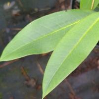 Rhododendron sikiangense SDR7932